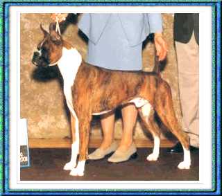 Cooper winning first place in 12-18 month class at the New Jersey Boxer Club