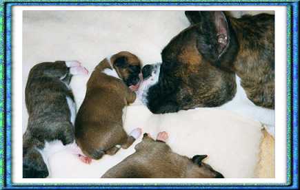 Dasha and her puppies