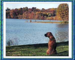 Luther sitting by the lake