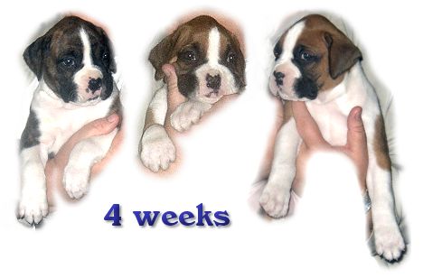 3 of Glory's pups at 4 weeks