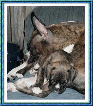 Solo at 6 weeks of age and his mum, Lita.